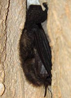 Plecotus austriacus