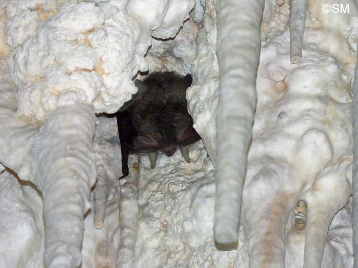 Plecotus sardus : Oreillard de Sardaigne