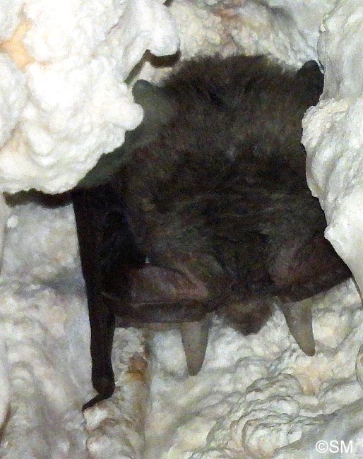Plecotus sardus : Oreillard de Sardaigne
