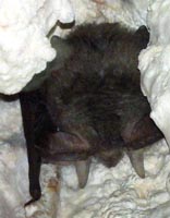 Plecotus sardus : Oreillard de Sardaigne