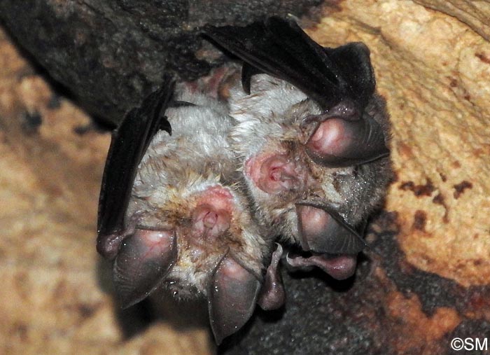 Rhinolophus euryale