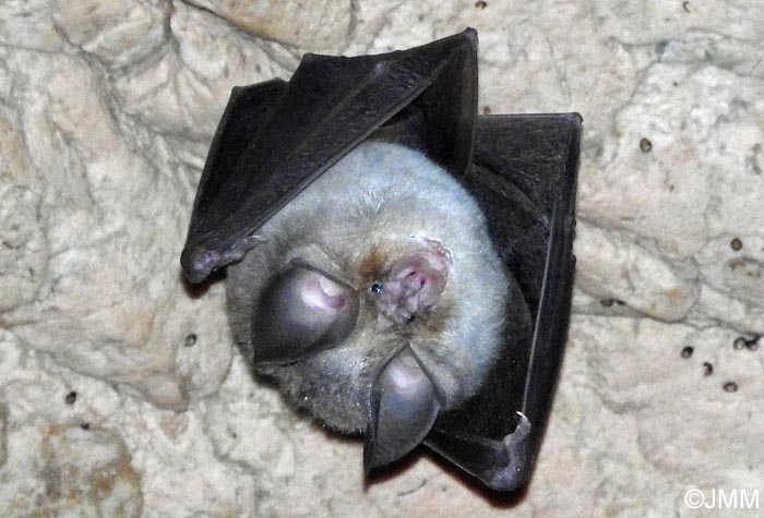 Rhinolophus euryale