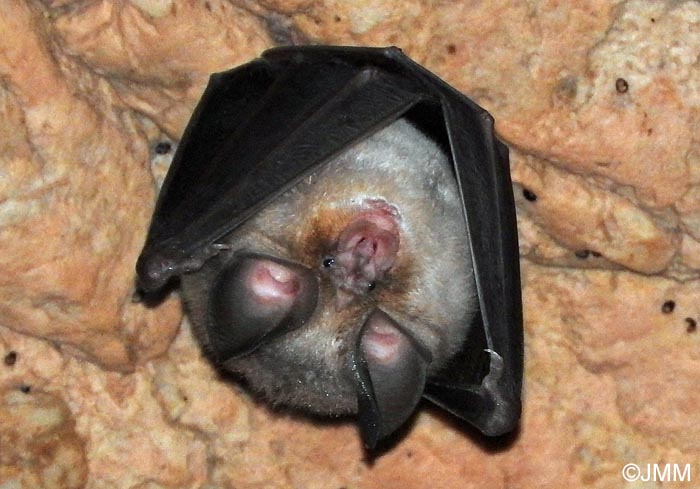 Rhinolophus euryale