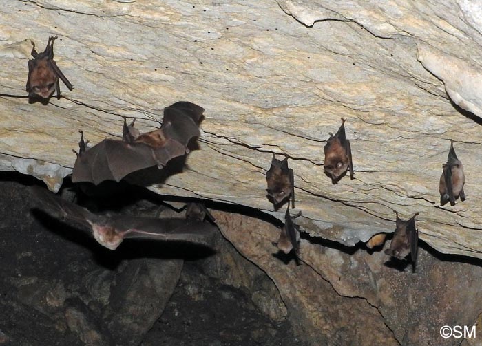 Rhinolophus euryale