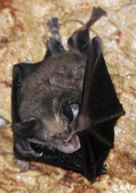 Rhinolophus euryale