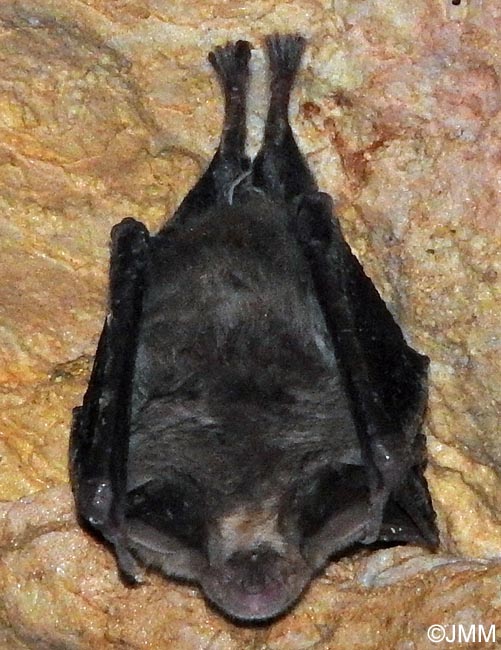 Rhinolophus euryale