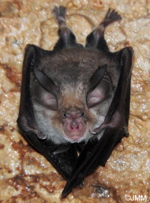 Rhinolophus euryale