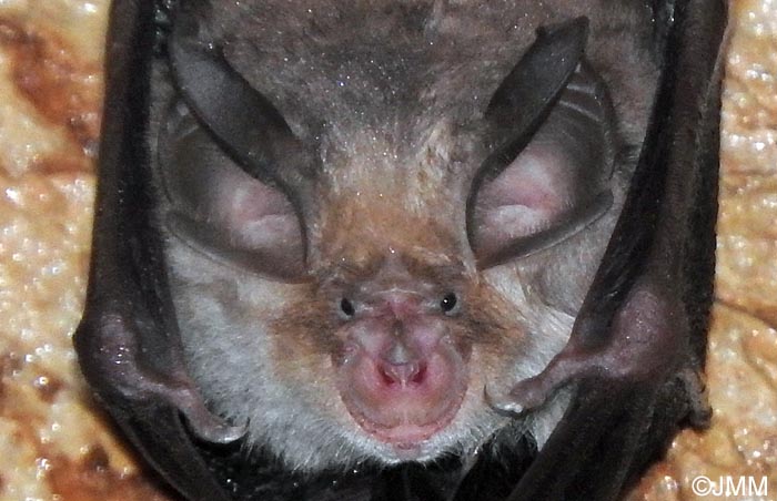 Rhinolophus euryale