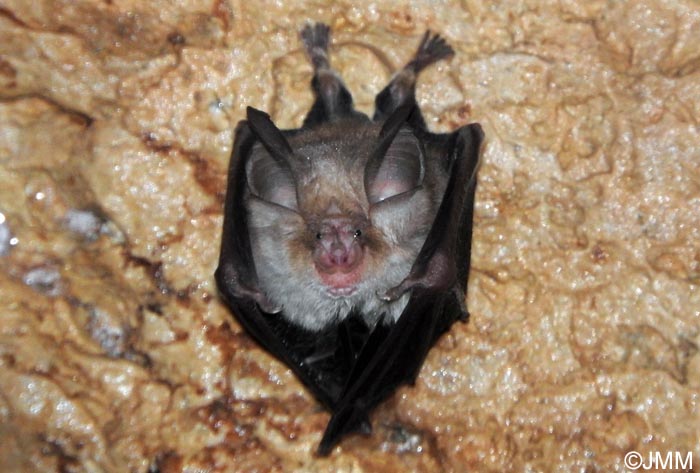 Rhinolophus euryale