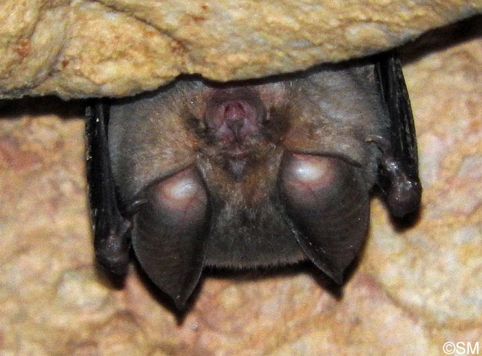 Rhinolophus euryale