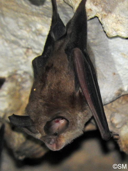 Rhinolophus euryale