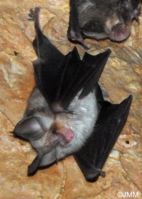 Rhinolophus euryale