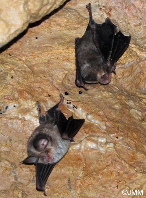 Rhinolophus euryale
