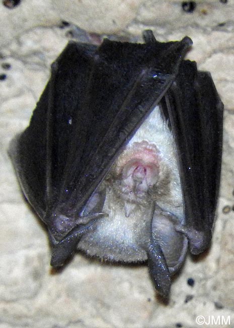 Rhinolophus euryale