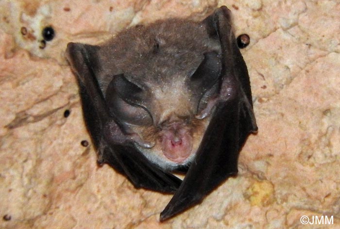 Rhinolophus euryale