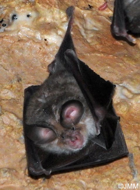 Rhinolophus euryale