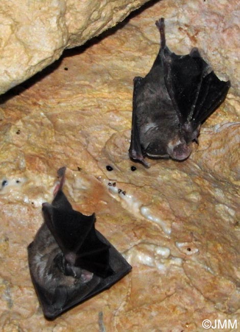 Rhinolophus euryale