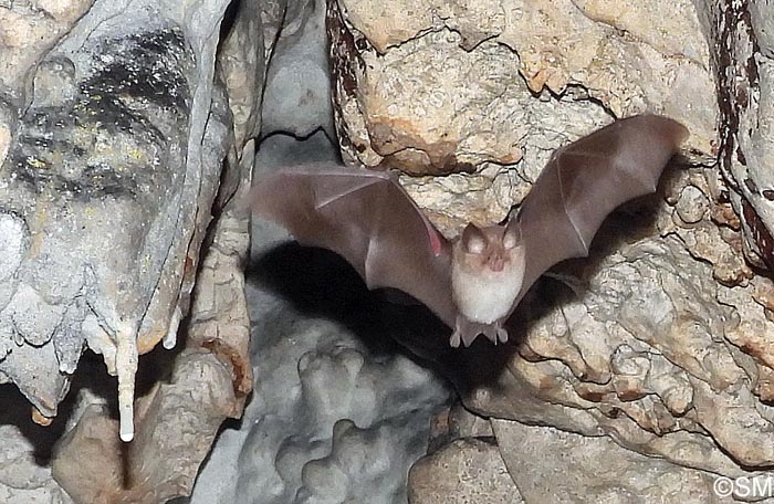 Rhinolophus euryale
