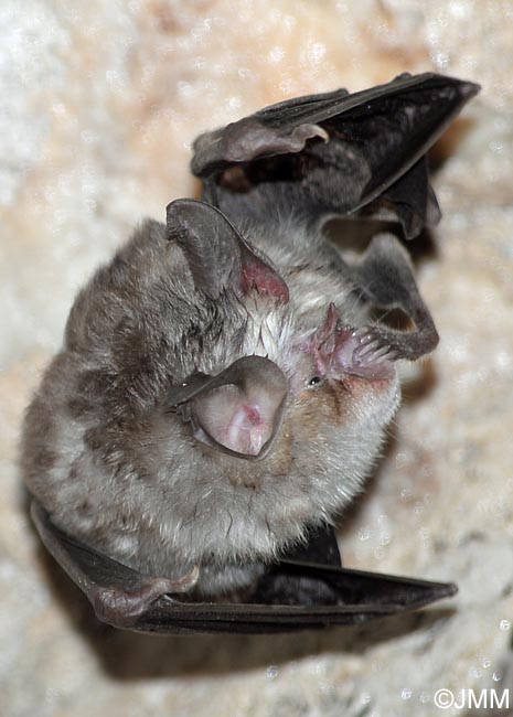 Rhinolophus euryale