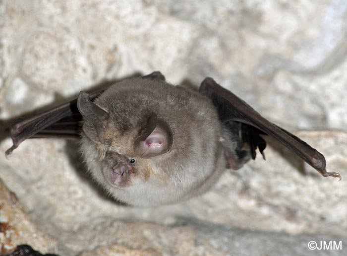 Rhinolophus euryale