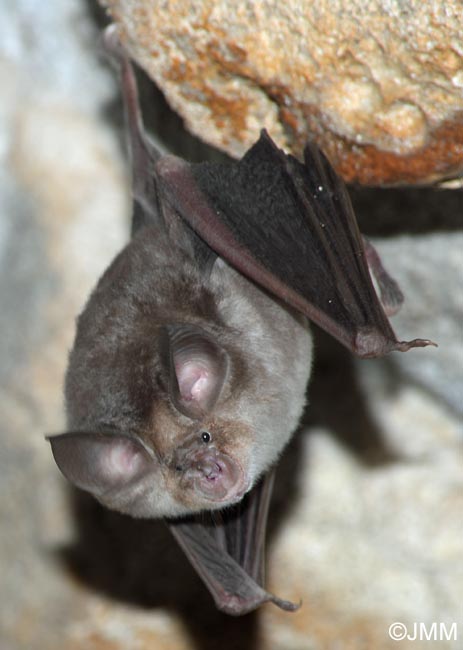 Rhinolophus euryale