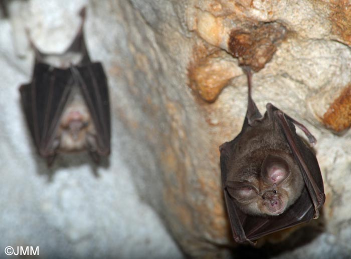 Rhinolophus euryale