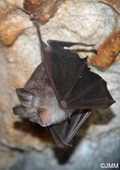 Rhinolophus euryale