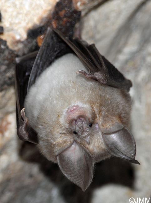 Rhinolophus euryale