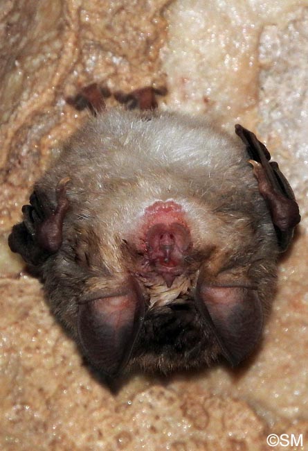 Rhinolophus euryale