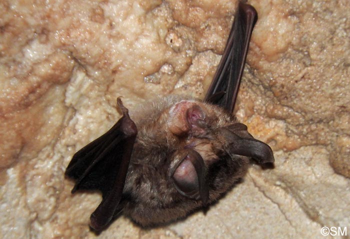 Rhinolophus euryale