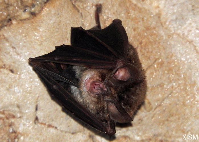 Rhinolophus euryale
