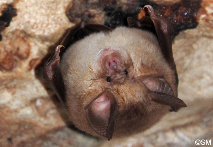 Rhinolophus euryale