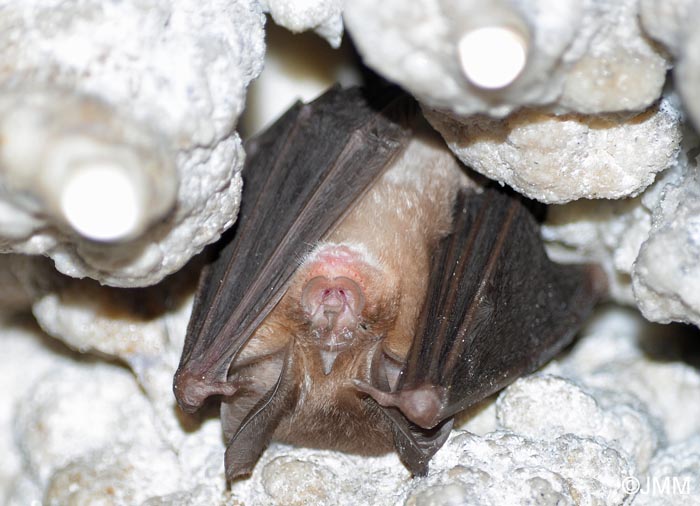 Rhinolophus euryale
