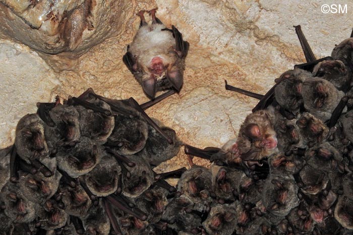 Rhinolophus euryale & Miniopterus schreibersii