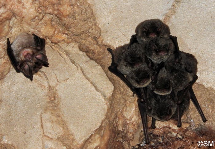 Rhinolophus euryale & Miniopterus schreibersii