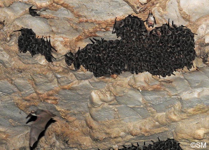 Rhinolophus euryale & Miniopterus schreibersii