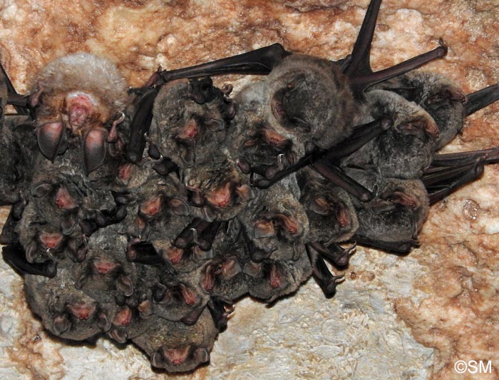 Rhinolophus euryale & Miniopterus schreibersii