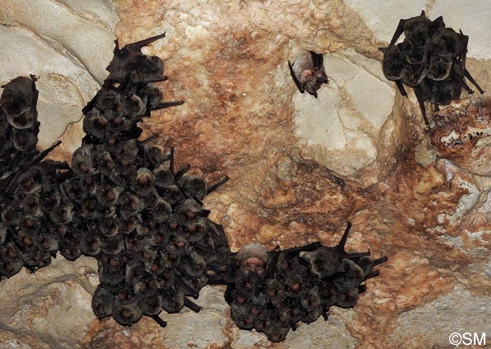 Rhinolophus euryale & Miniopterus schreibersii