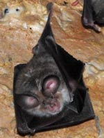 Rhinolophus euryale