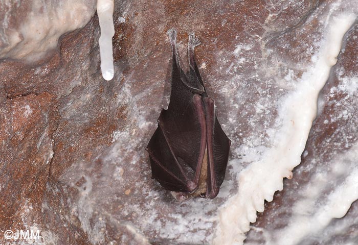 Rhinolophus ferrumequinum