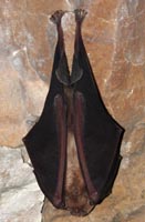 Rhinolophus ferrumequinum
