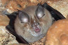 Rhinolophus mehelyi  : Rhinolophe de Mhely