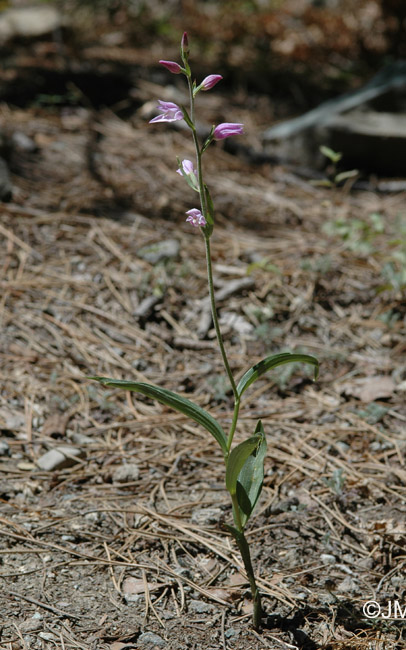 Cephalanthera rubra