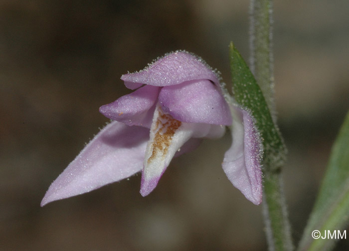 Cephalanthera rubra