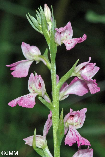 Dactylorhiza iberica