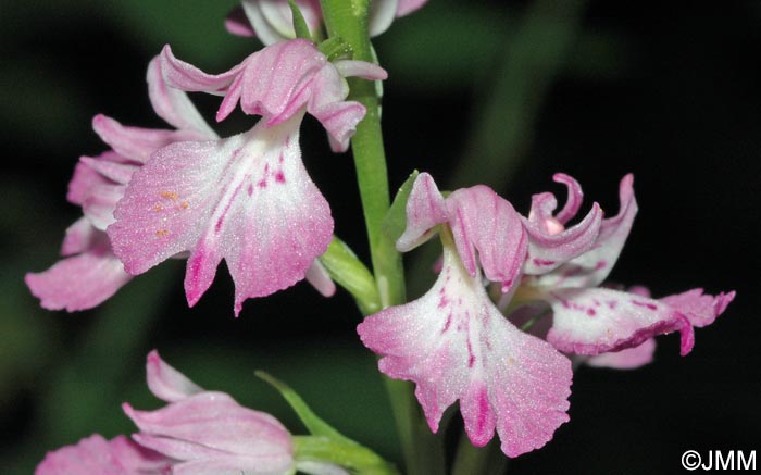 Dactylorhiza iberica