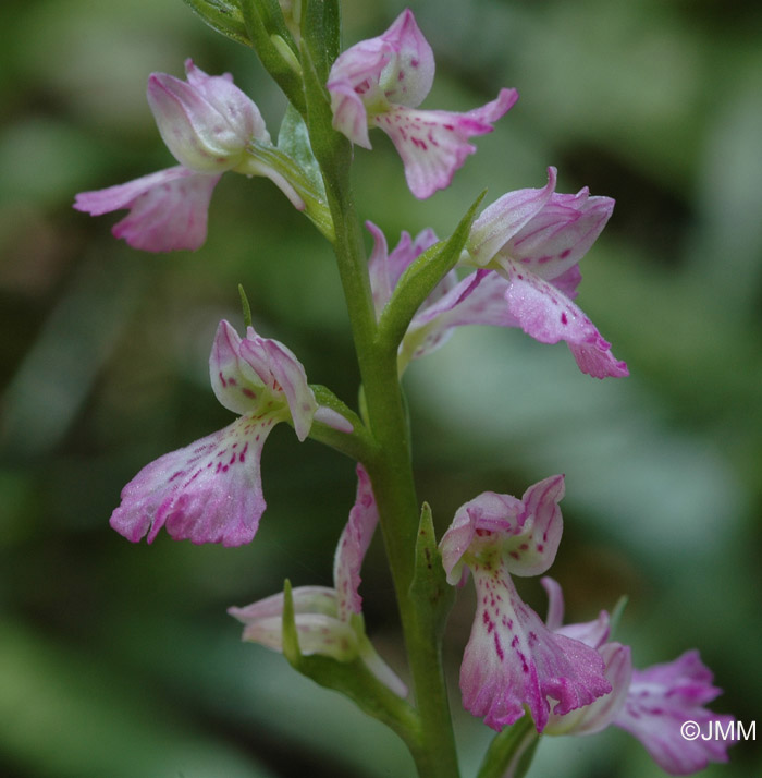 Dactylorhiza iberica