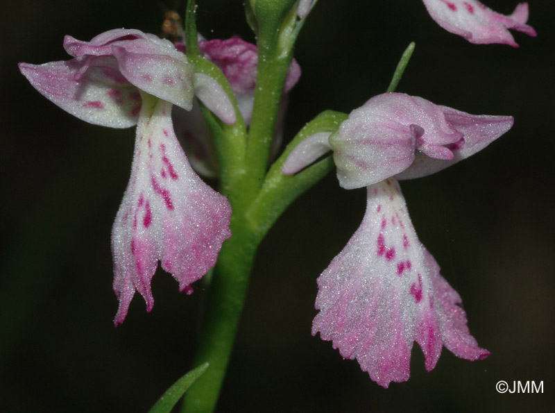 Dactylorhiza iberica