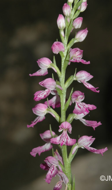 Dactylorhiza iberica