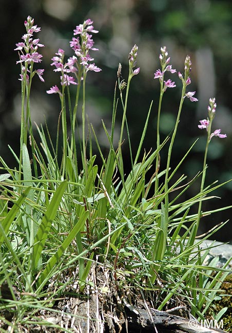 Dactylorhiza iberica